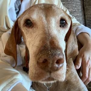 Meet your Posher, Shelly